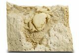 Fossil Crab (Potamon) Preserved in Travertine - Turkey #334790-3